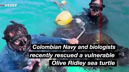 Colombian Navy and Biologists Rescue Vulnerable Sea Turtle from Fishing Net