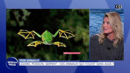 Vos animaux : Lézard, poisson, serpent... ces animaux qui volent sans ailes !