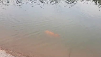 Pez colorido de casi un metro fue filmado en el lago del Parque General San Martín