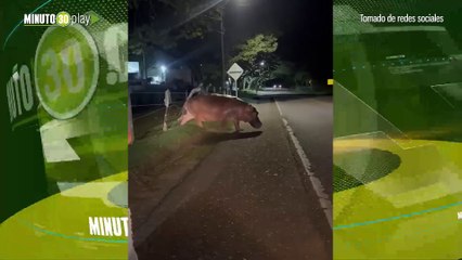 Gigante hipopótamo paró el tráfico en la Autopista Medellín-Bogotá