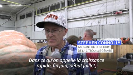 Compétition de citrouilles géantes aux Etats-Unis