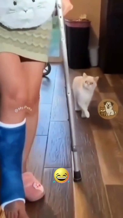 Funny Cat Acting