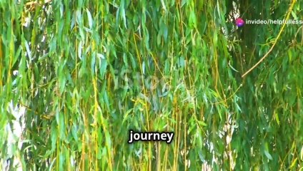 Willow Plant Benefits and Uses 🌿