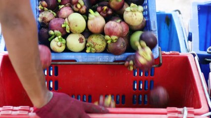 Why mangosteen, the viral TikTok fruit, is so expensive