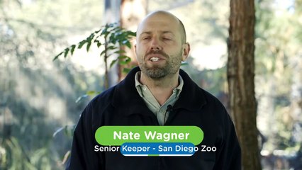 You Have to See How Polar Bears Hunt for Fish!