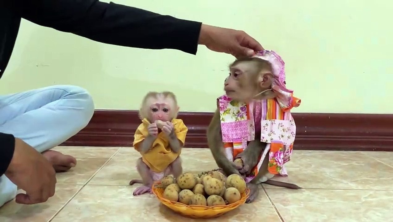 Adorable Baby Monkey Playing and Exploring | Cute Animal Moments