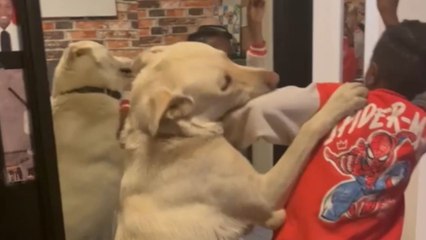 Little boy tries to keep his cupcake away from his adorable dog but fails