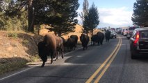 Cientos de turistas quedan atrapados en mitad de la carretera por una estampida masiva de bisontes