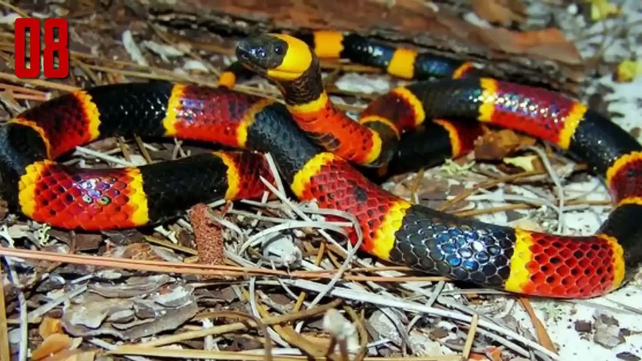 10 Most Beautiful  Snake In The World