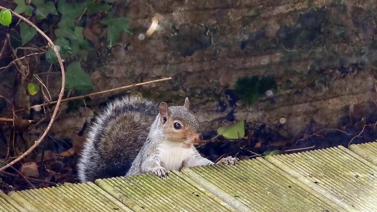 Squirrel 2024-10-07