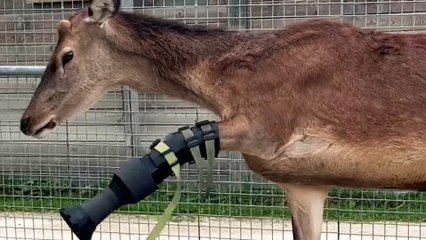 Sauvé de l'euthanasie, le cerf de Bambi marche désormais avec une prothèse