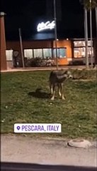 Un lupo ai Colli di notte, richiamato probabilmente dagli odori di cucina e rifiuti