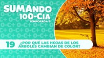 19 ¿Por qué las hojas de los árboles cambian de color?