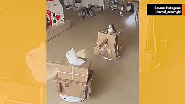 Hulvaton video: robottilattiaimureiden kyydissä olevat kissat lähtevät sotaan