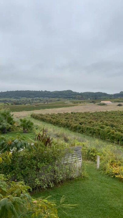 LES PLUS APAISANTES vignes du Sud de la France