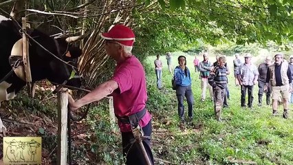 Rassemblement de bovins de travail, Courgenard, Sarthe 2024 partie 2