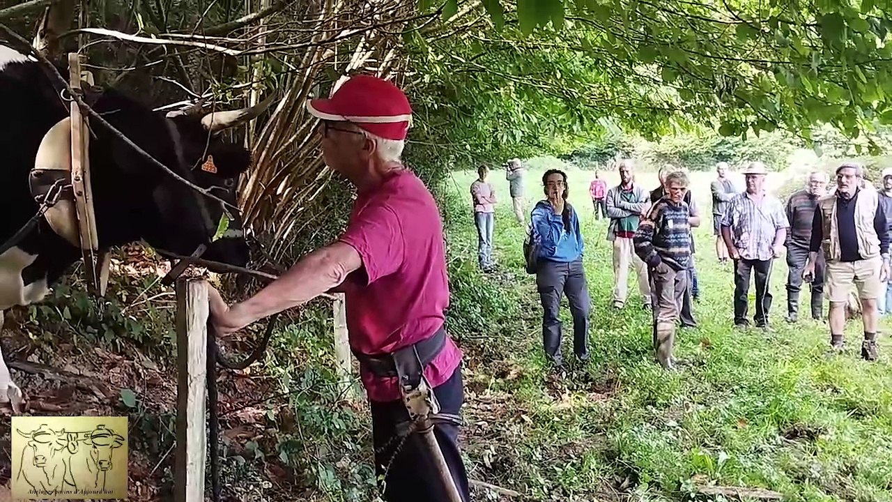 Rassemblement de bovins de travail, Courgenard, Sarthe 2024 partie 2