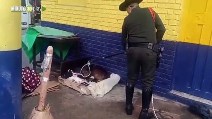 Rescatan a un canino con sus cinco cachorros que habían sido abandonados en vía pública