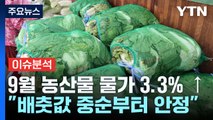 [스타트경제] 국감장에 등장한 '금배추'...채솟값 고공해진에 서민 '시름' / YTN