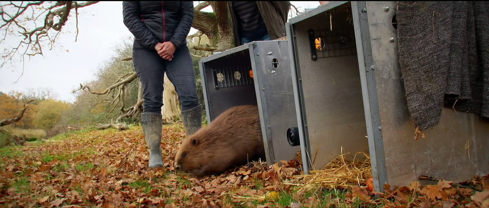 Wilding | movie | 2024 | Official Trailer