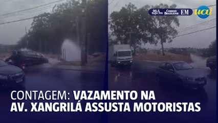 Bombeiros capturam onça em cômodo externo de casa em MG