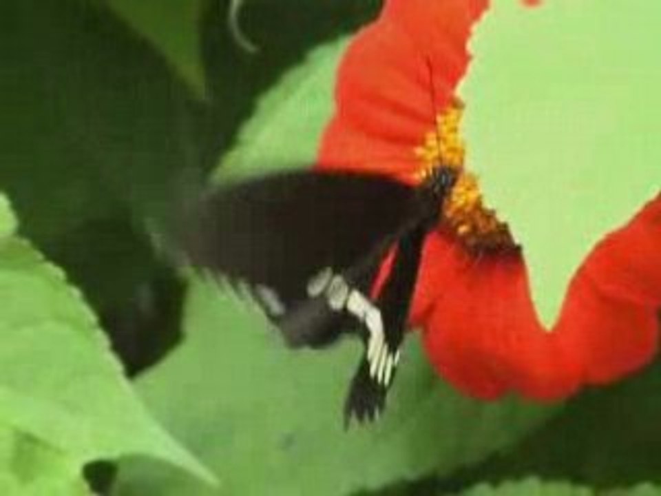 PAPILLONS