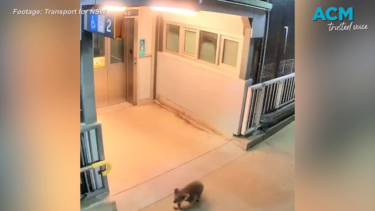 Curious koala seen wandering around Casula, NSW train station