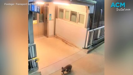 Curious koala seen wandering around Casula, NSW train station