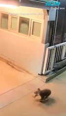 Curious koala seen wandering around Casula, NSW train station