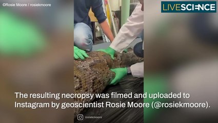 Alligator Gets Swallowed Whole By Python