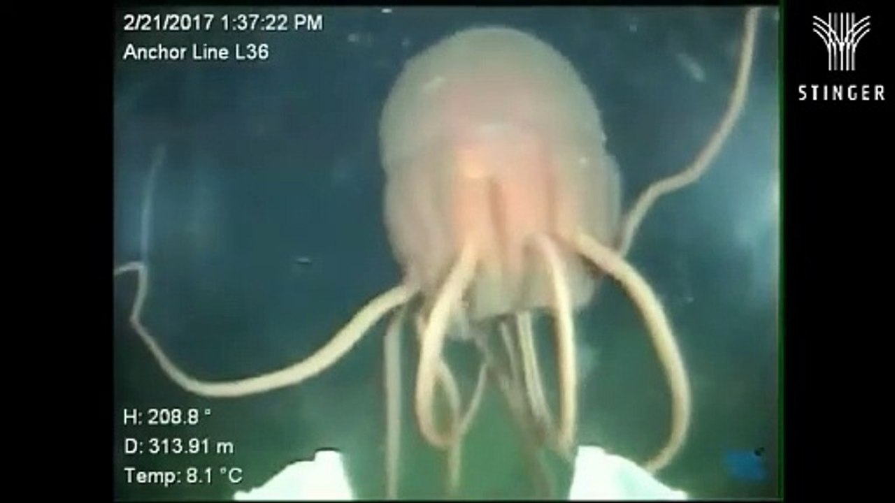 y2mate.com - Periphylla aliens of the deep_480