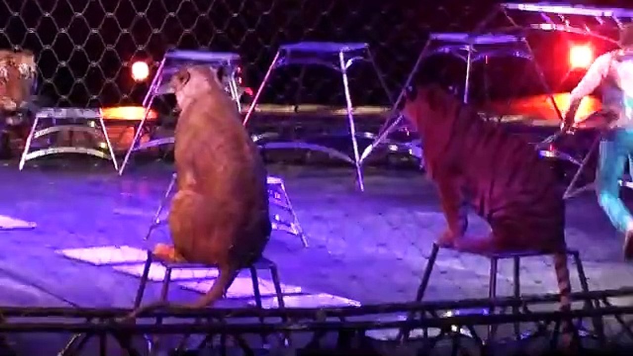 American animals circus
