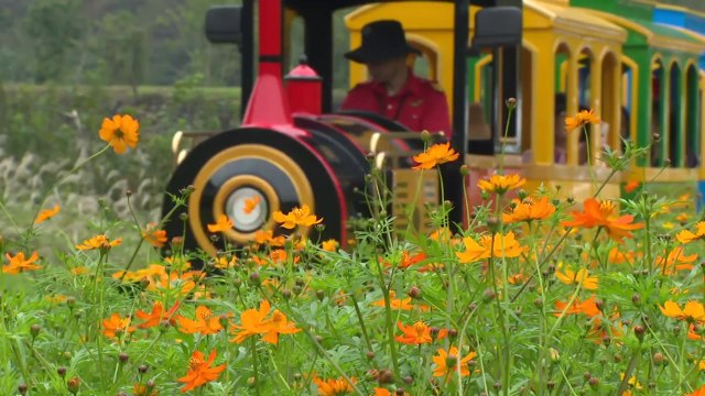 알록달록 가을꽃 향연...정읍 구절초 꽃 축제 개막 / YTN