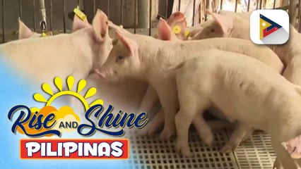 Department of Agriculture, binibilisan na ang pagbabakuna sa mga baboy kontra ASF