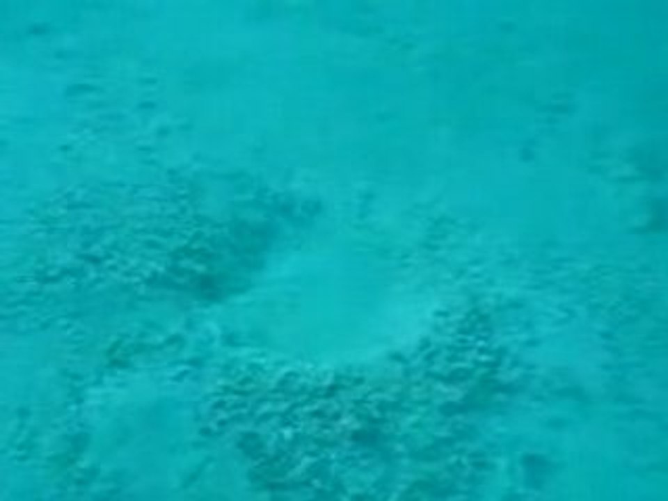 Amazing Sea Creature!!
