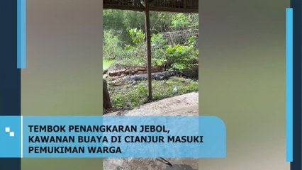 Tembok Penangkaran Jebol, Kawanan Buaya Masuk Pemukiman Warga