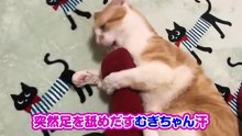 [Test Post] A cat is shocked by the smell of its owner's feet.