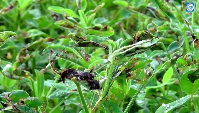 Cùng Chuyên gia SPC hướng dẫn cách phòng trừ dịch hại tổng hợp trên cây đậu phộng
