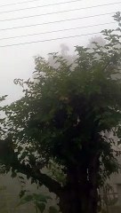Lahore weather. Lahore weather forecast