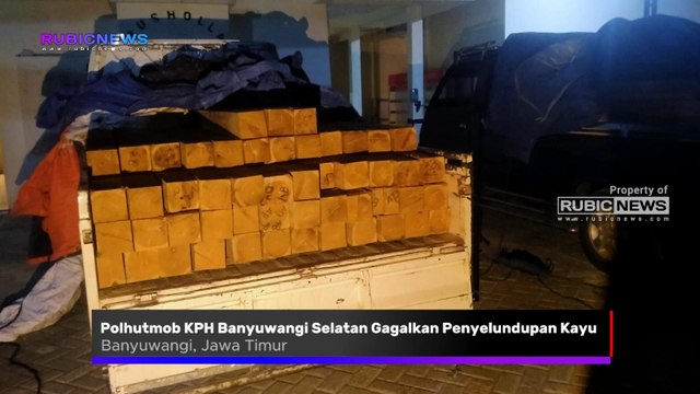 Petugas Polhutmob KPH Banyuwangi Selatan Gagalkan Aksi Penyelundupan Kayu Jati Olahan Ilegal, Dua Pikap Beserta Sopir Diamankan Ini Kronologinya