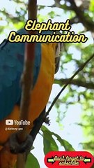 Animal Facts        Elephant Communication          #shorts