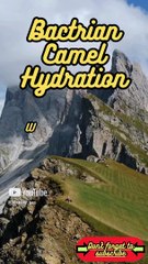 Animal Facts        Bactrian Camel Hydration          #shorts