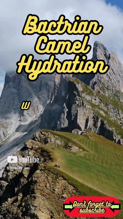 Animal Facts        Bactrian Camel Hydration          #shorts