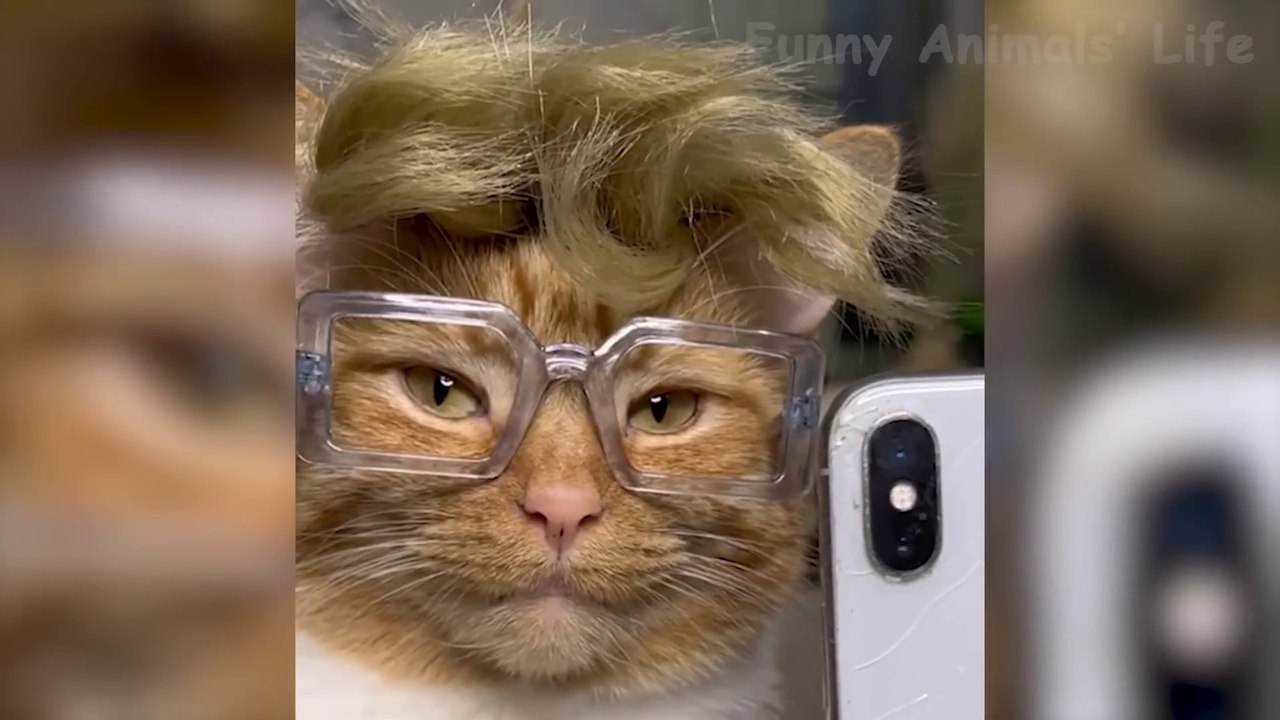 Funniest Animal Videos 2024  - Best Dog and Cat Moments