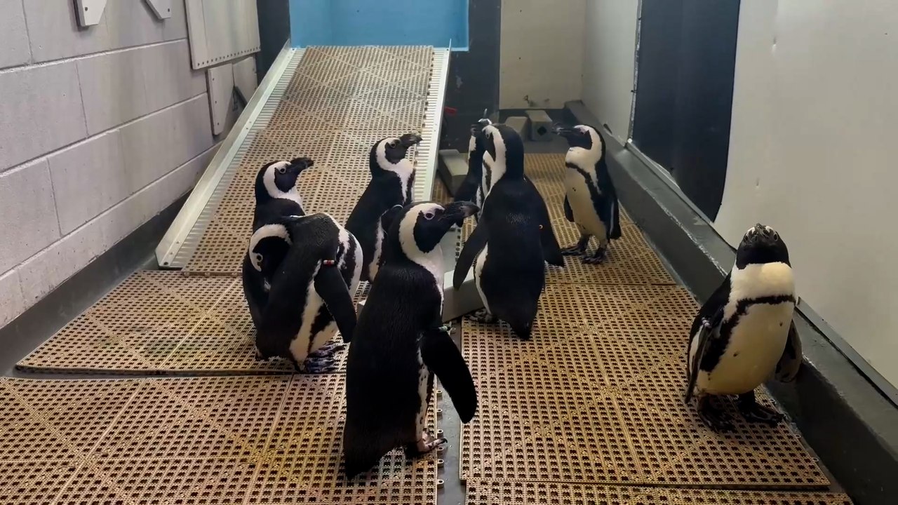 Penguins moved to higher ground at Florida aqua...
