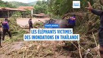 Thaïlande: un sanctuaire d'éléphants inondé après le passage du typhon Yagi