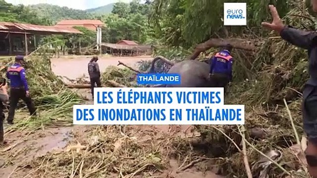 Thaïlande: un sanctuaire d'éléphants inondé après le passage du typhon Yagi
