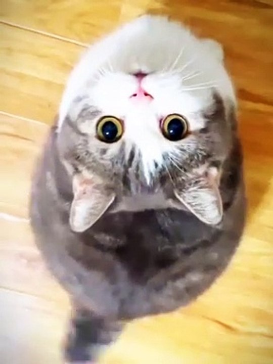 Episode 4 funny pets ❤️