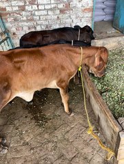 #trending #viral #usa #shortvideo #viralvideos #animals #nature #cow #cowbaby #innocent #petslife