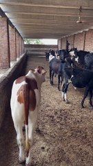 #trending #viral #usa #shortvideo #viralvideos #animals #nature #cow #cowbaby #innocent #petslife